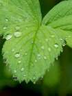 USA-Washington State Strawberry leaves with raindrops Art Print